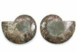 Cut & Polished Ammonite Fossil - Madagascar #377551-1